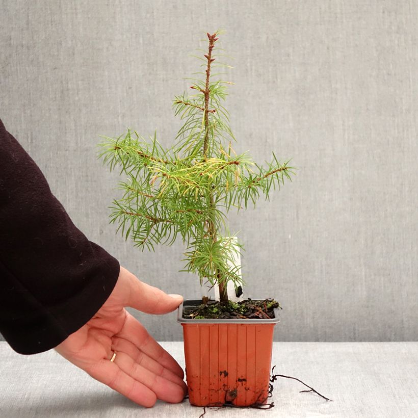 Example of Pseudotsuga menziesii - Abete di Douglas Vasetto da 8/9 cm as you get in hiver