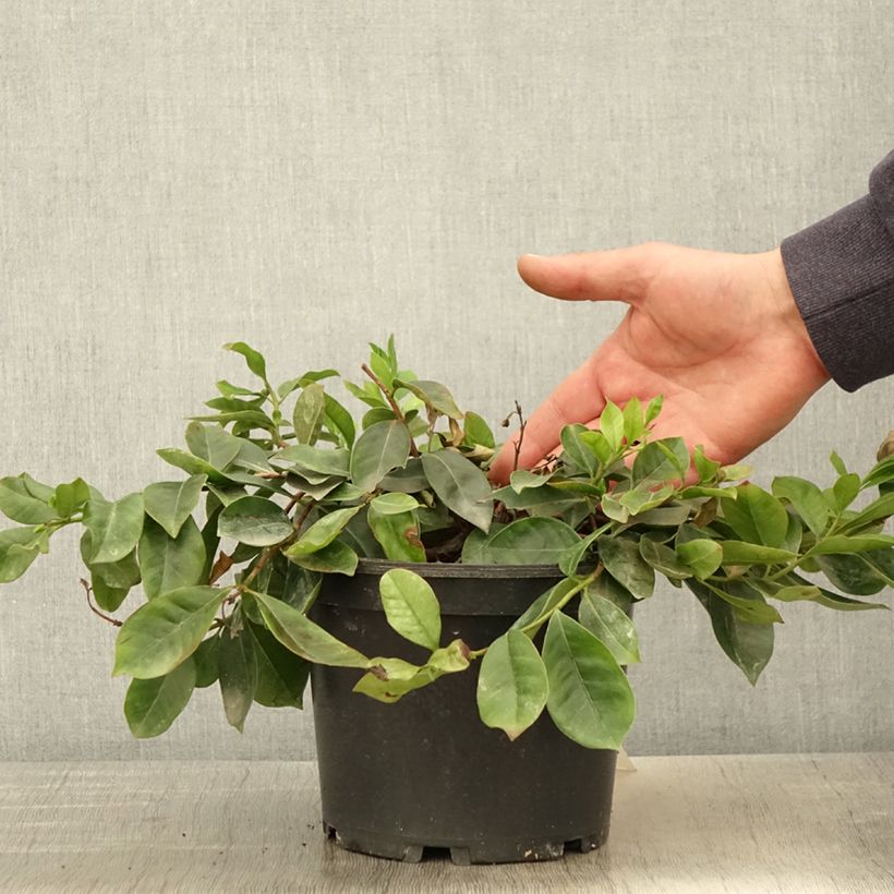 Example of Guaiava - Psidium cattleianum Vaso da 2L/3L as you get in printemps