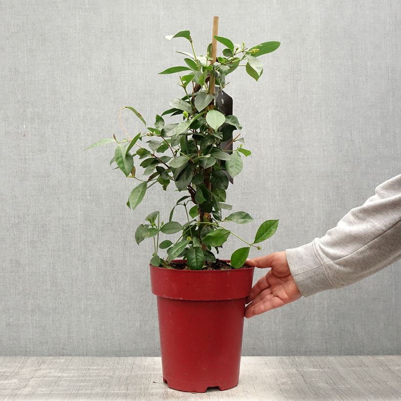 Example of Guaiava - Psidium cattleianum Vaso da 6L/7L as you get in printemps