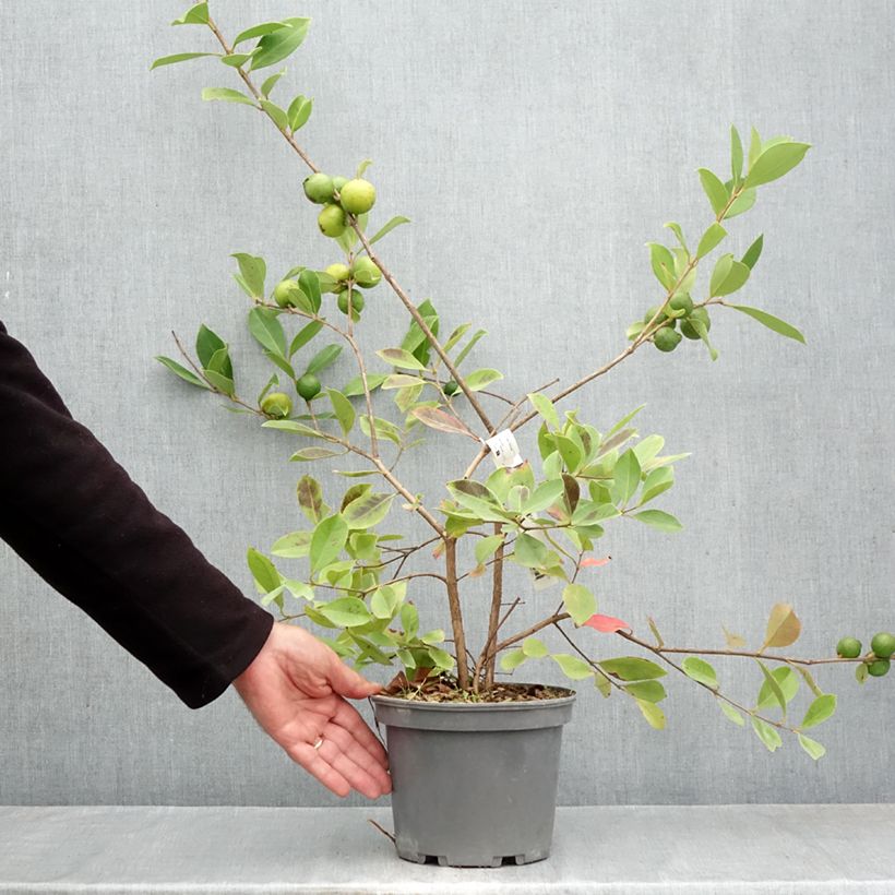 Esemplare di Psidium cattleianum lucidum - Goyavier de Chine à fruits jaunes Pot de 3L/4L come consegnato in autunno