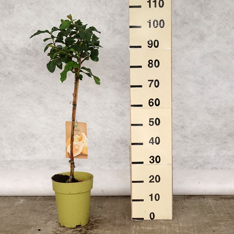 Guaiava Limon - Psidium guajava Vaso da 6L/7L esemplare consegnato in primavera