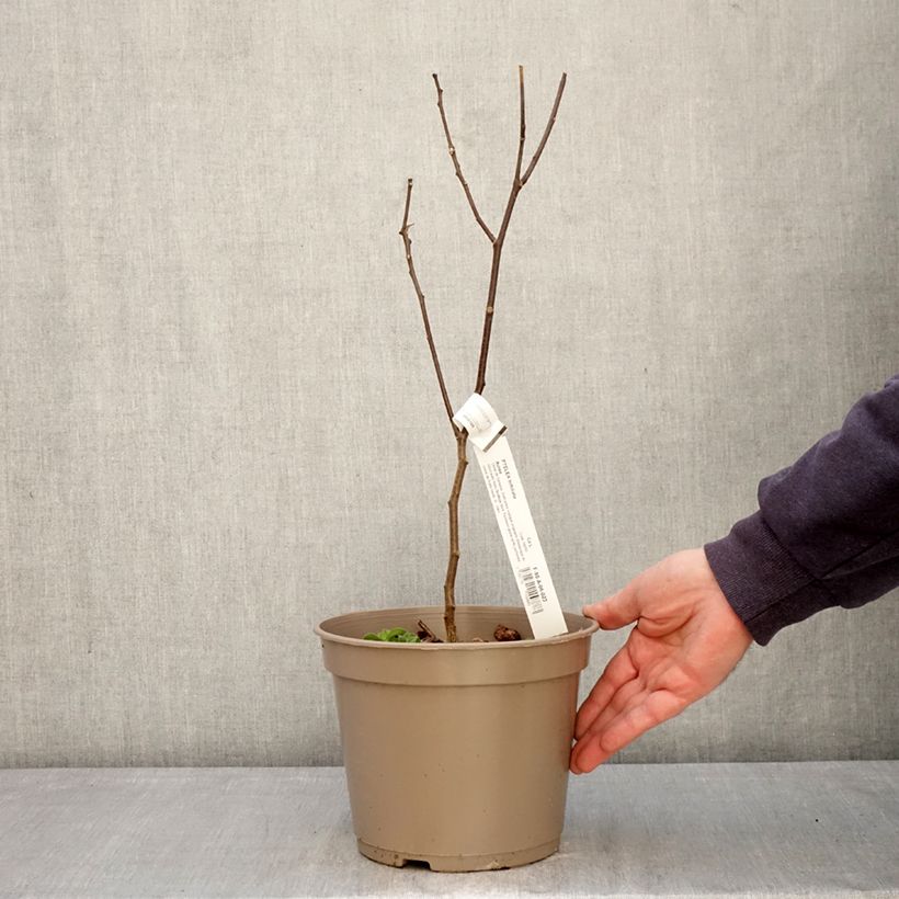 Ptelea trifoliata Aurea - Olmo di Samaria dorato Vaso da 3L/4L esemplare consegnato in primavera
