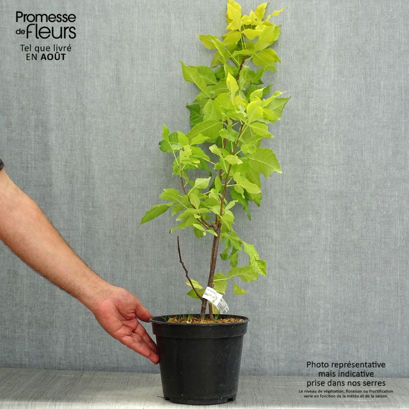 Esemplare di Ptelea trifoliata Aurea - Olmo di Samaria dorato Vaso da 3L/4L consegnato in estate
