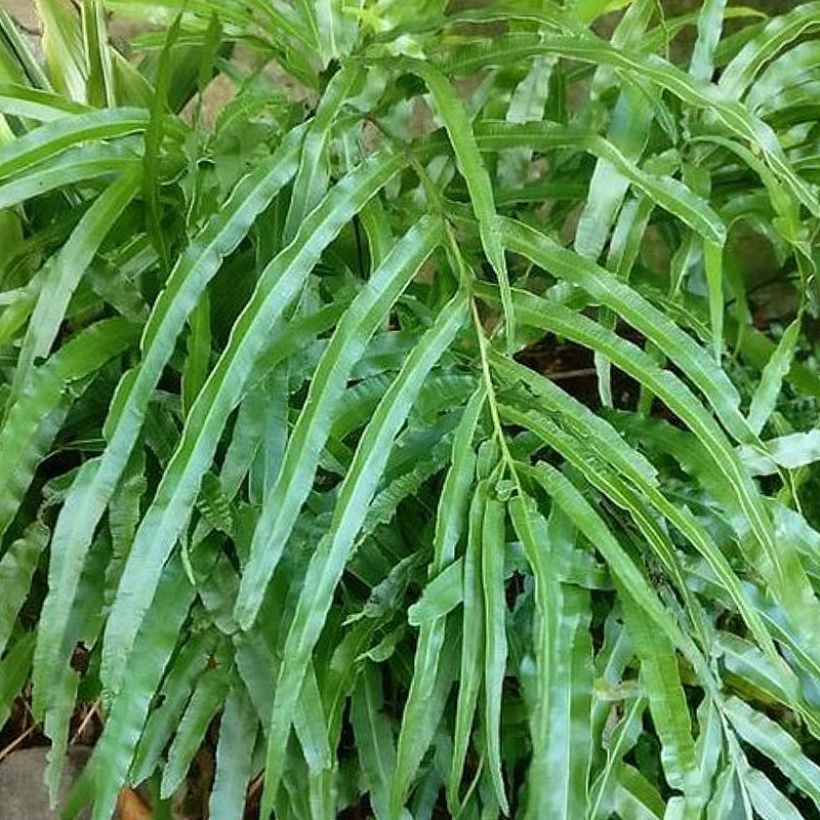 Pteris umbrosa (Fogliame)