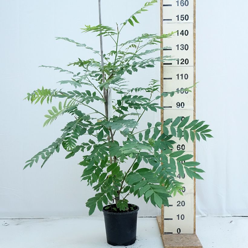 Esemplare di Pterocarya fraxinifolia - Noce del Caucaso Vaso da 6L/7L consegnato in estate