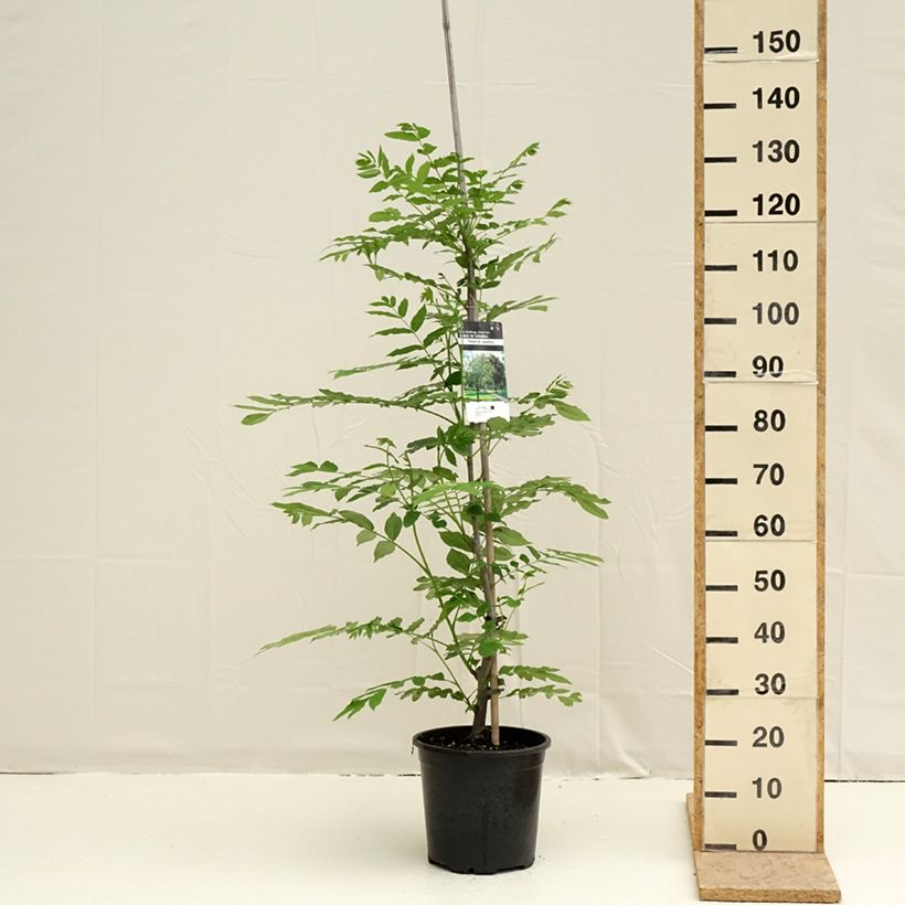 Example of Pterocarya fraxinifolia - Noce del Caucaso Vaso da 6L/7L as you get in printemps