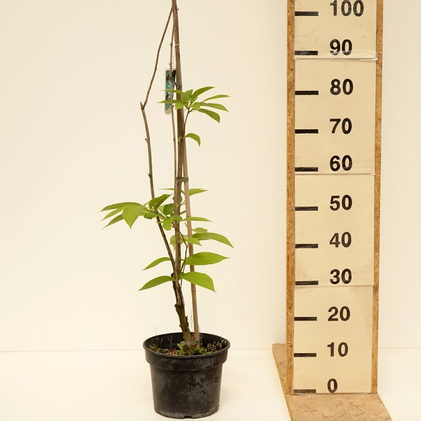 Pterostyrax hispida Vaso da 4L/5L esemplare consegnato in primavera