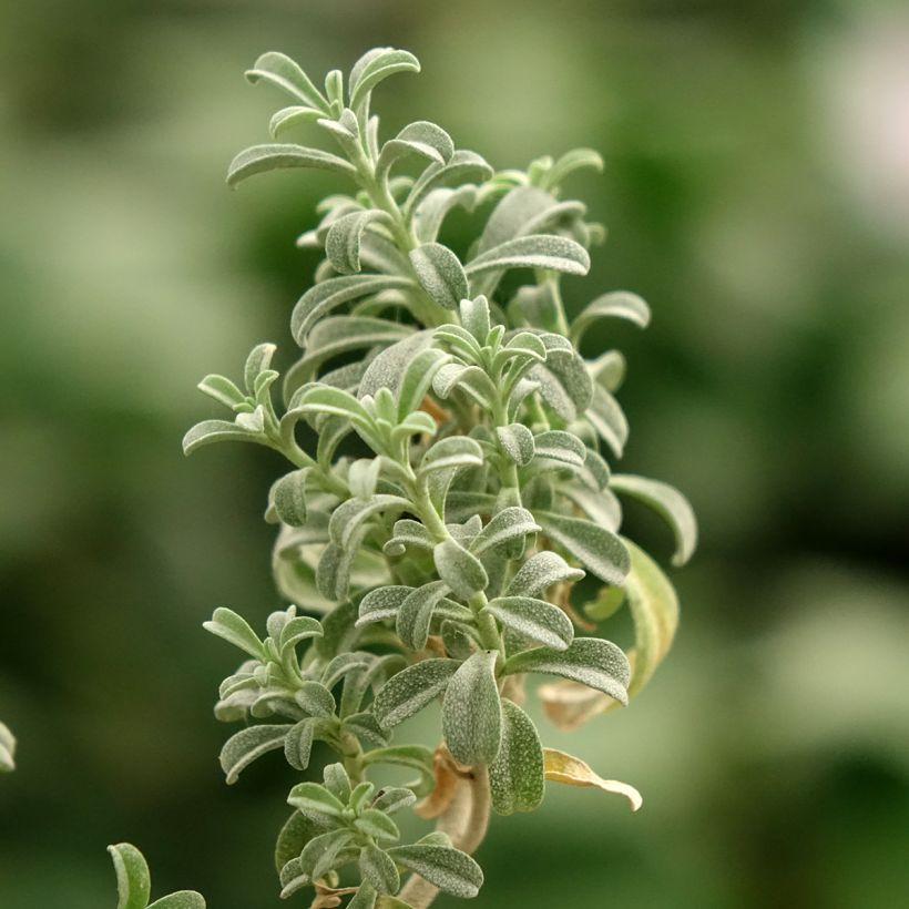Ptilotrichum spinosum Rubrum (Fogliame)
