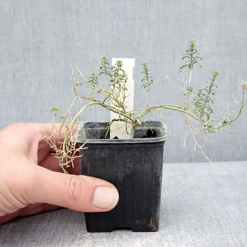 Ptilotrichum spinosum Rubrum Vasetto da 8/9 cm esemplare consegnato in inverno