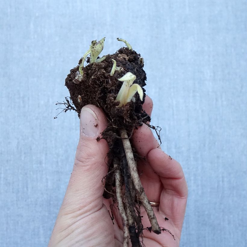 Example of Pulmonaria Diane Clare Piante piccole a radice nuda as you get in hiver