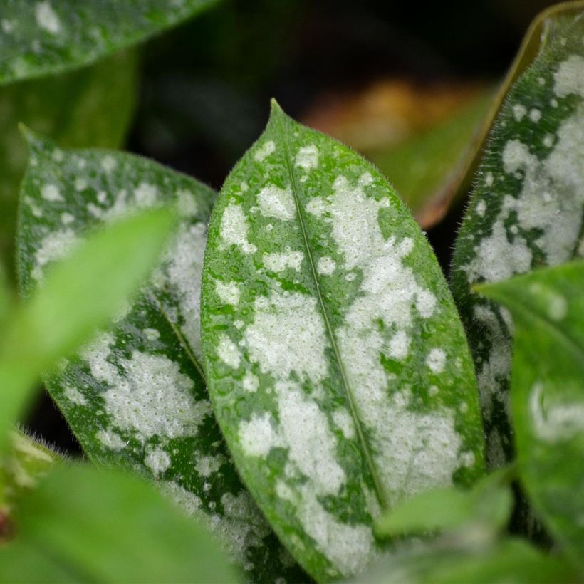Pulmonaria Opal (Foliage)