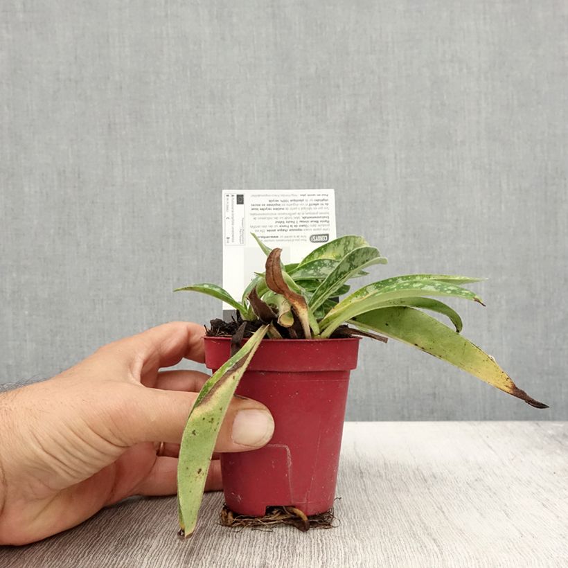 Esemplare di Pulmonaria longifolia subsp. cevennensis Vasetto da 8/9 cm come consegnato in autunno