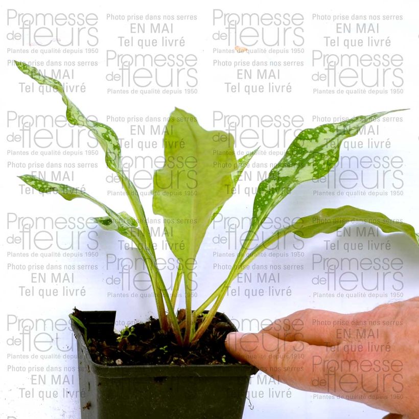 Esempio di esemplare Pulmonaria Margery Fish Vasetto da 8/9 cm come consegnato