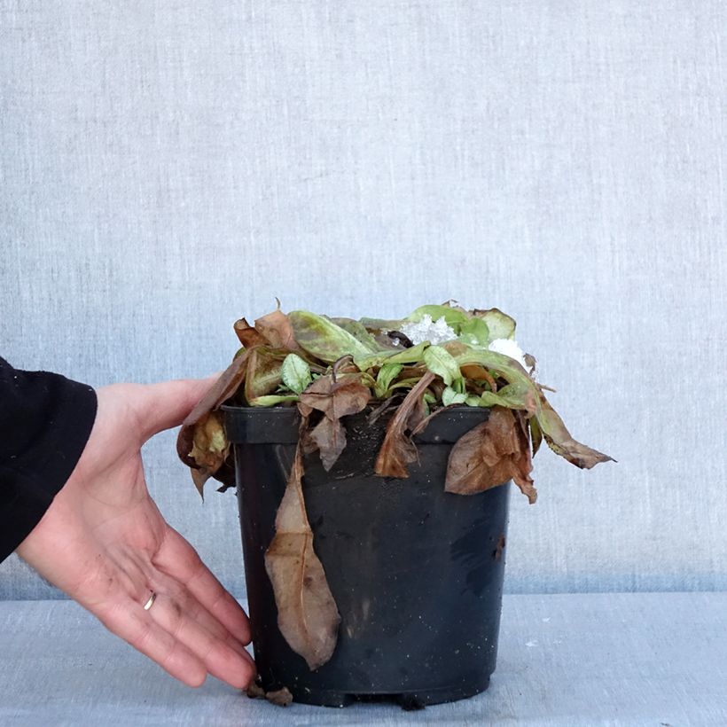Pulmonaire Moonshine - Pulmonaria Pot de 3L/4L esemplare consegnato in inverno