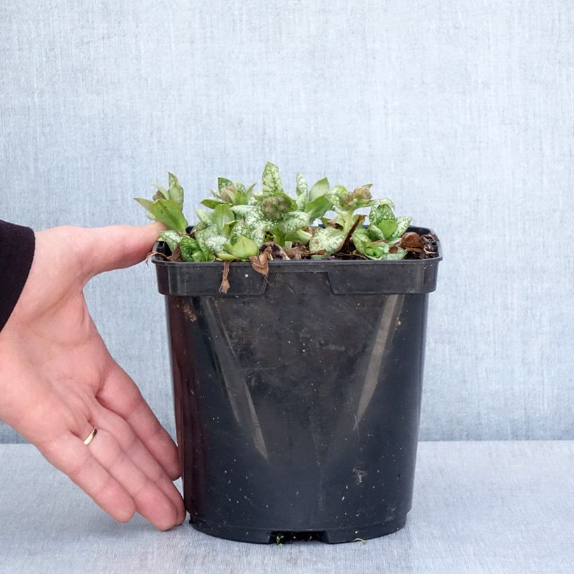 Pulmonaria Moonshine Vaso da 3L/4L esemplare consegnato in primavera