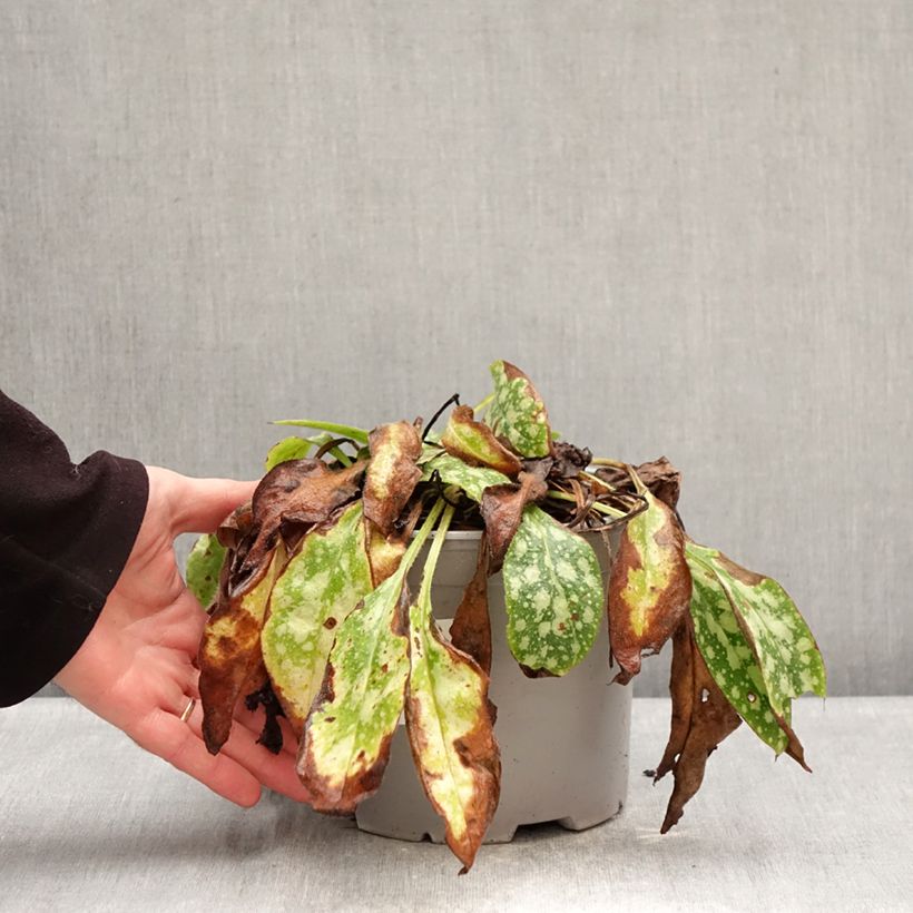 Example of Pulmonaria Shrimps on the Barbie Vaso da 3L/4L as you get in hiver