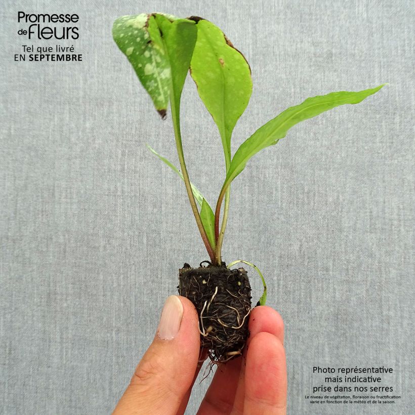 Esemplare di Pulmonaria saccharata Silver Bouquet - Polmonaria chiazzata mini zolla... come consegnato in autunno