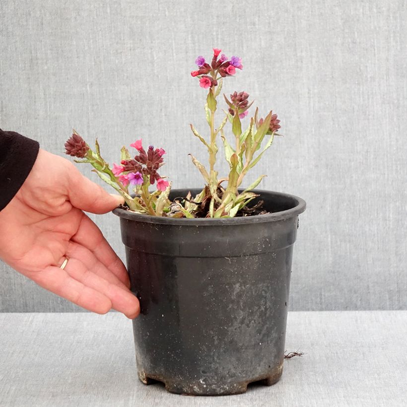 Pulmonaria saccharata Silver Bouquet - Polmonaria chiazzata Vaso da 2L/3L esemplare consegnato in primavera