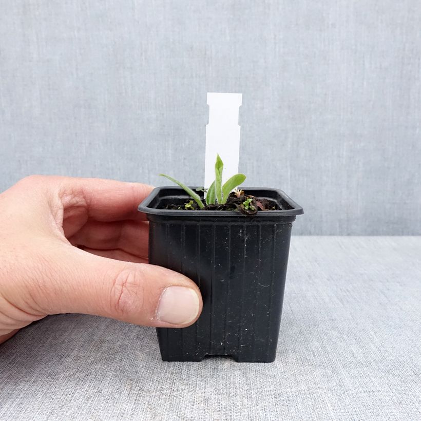 Example of Pulmonaria saccharata Dora Bielefeld - Polmonaria chiazzata Vasetto da 8/9 cm as you get in printemps