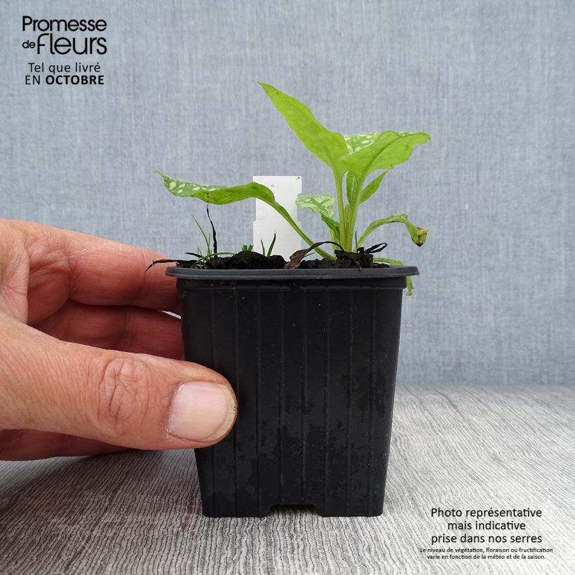 Esemplare di Pulmonaria saccharata Mrs Moon - Polmonaria chiazzata Vasetto da 8/9 cm come consegnato in autunno
