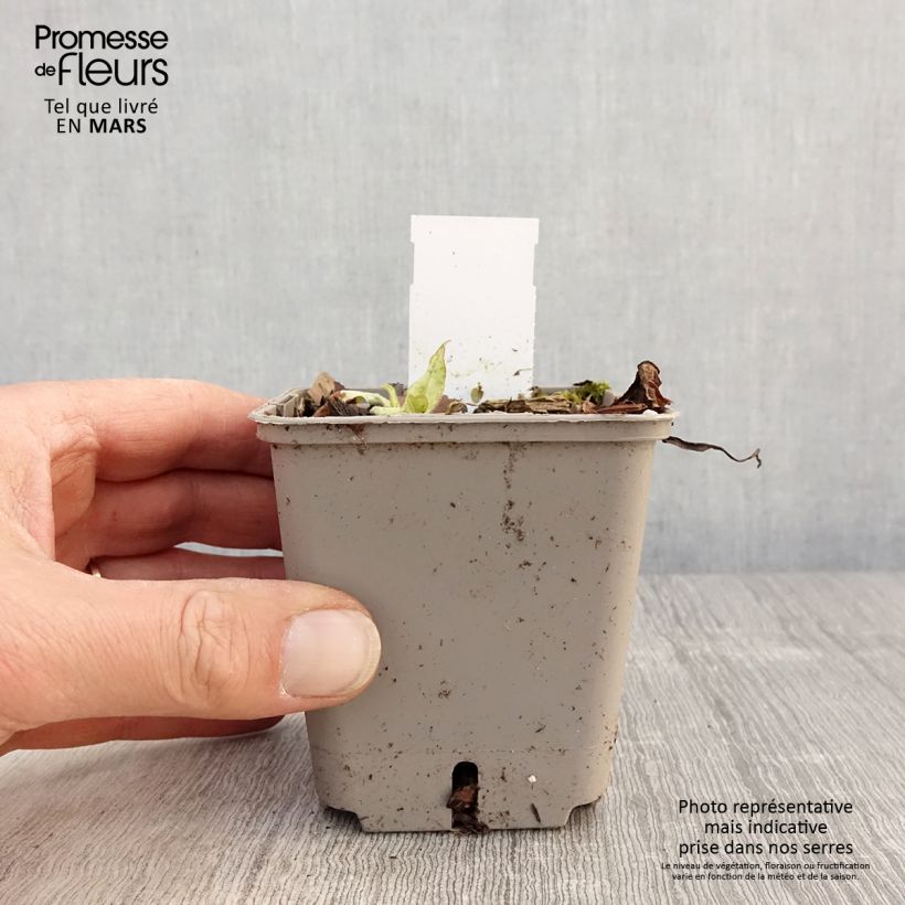 Example of Pulmonaria saccharata Silverado - Polmonaria chiazzata Vasetto da 8/9 cm as you get in printemps