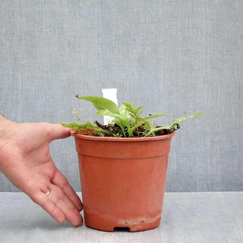 Esemplare di Pulmonaria Trevi Fountain Vaso da 2L/3L come consegnato in autunno