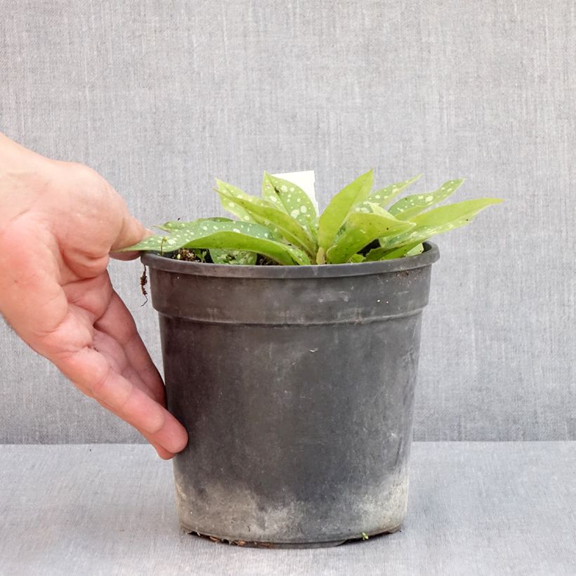 Pulmonaria Trevi Fountain Vaso da 2L/3L esemplare consegnato in primavera