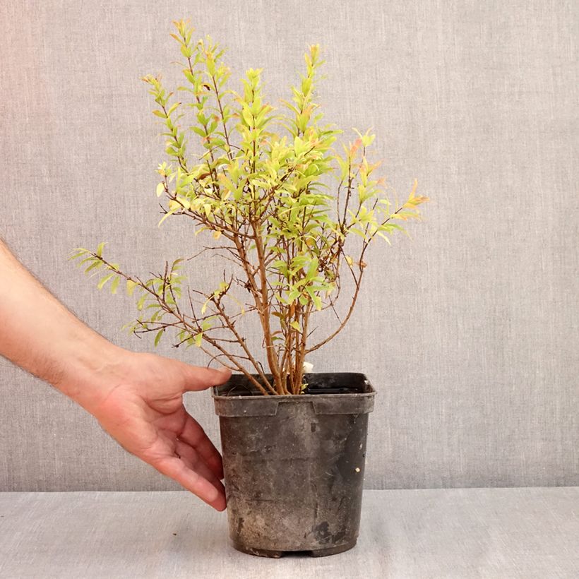 Esemplare di Melograno Nana Racemosa - Punica granatum Vaso da 3L/4L consegnato in estate