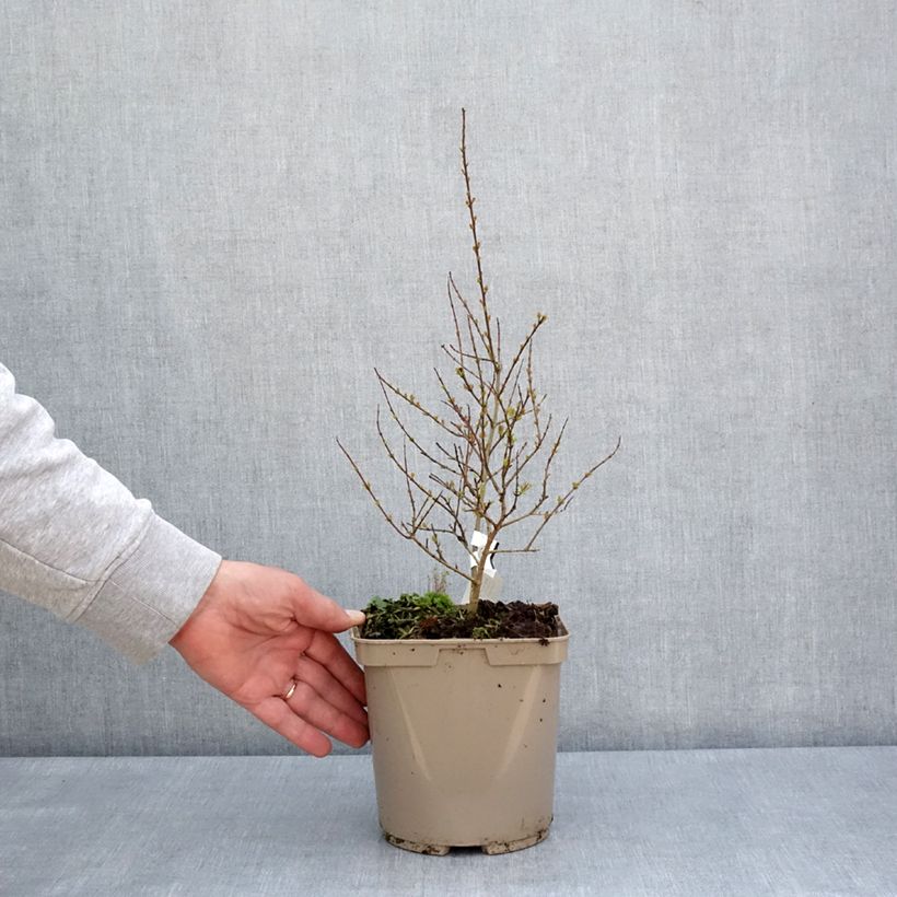 Melograno Nana Racemosa - Punica granatum Vaso da 3L/4L esemplare consegnato in primavera