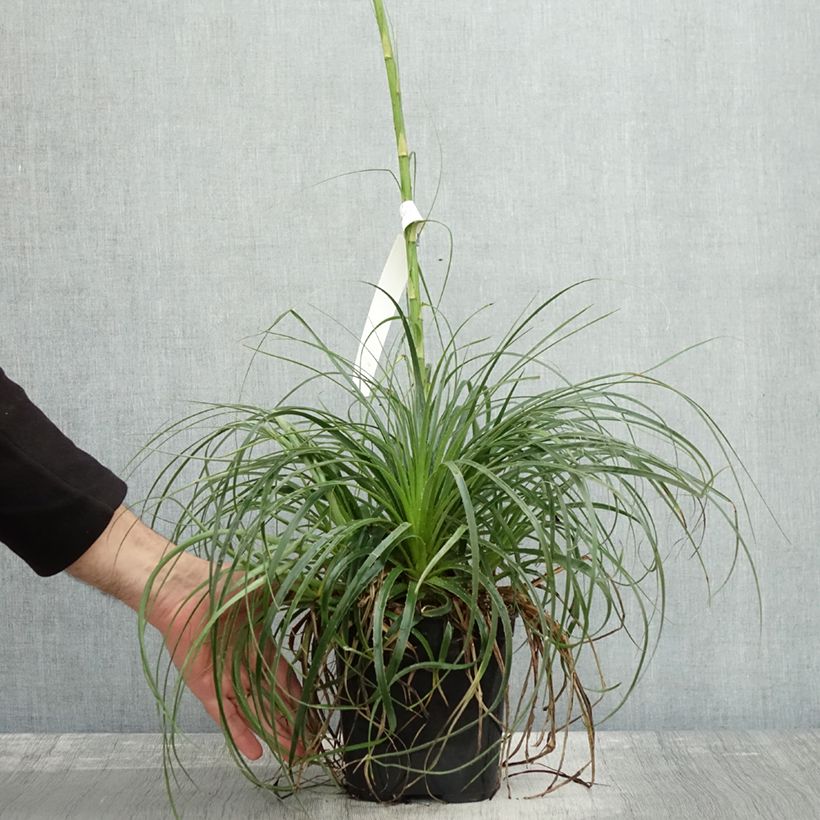 Esemplare di Puya mirabilis - Chagual  Pot de 2L/3L come consegnato in autunno