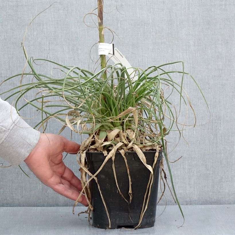 Puya mirabilis Vaso da 2L/3L esemplare consegnato in primavera