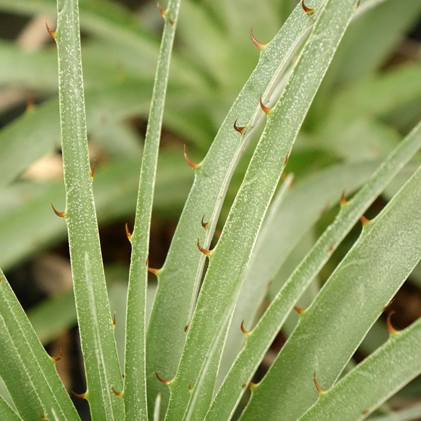 Puya weberiana (Fogliame)