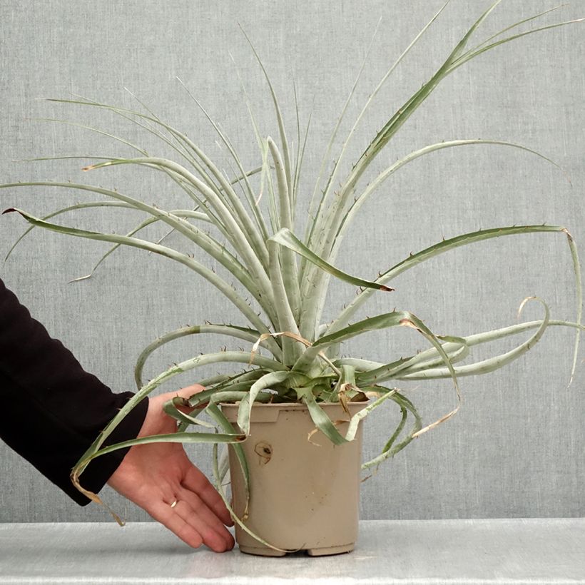 Esemplare di Puya weberiana Vaso da 3L/4L come consegnato in autunno
