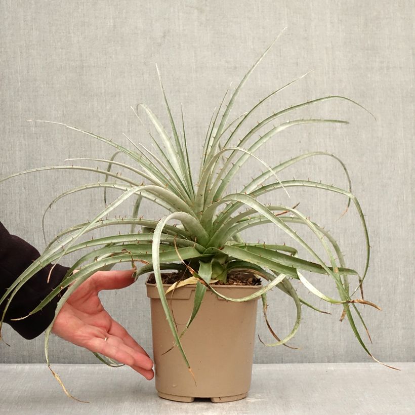 Puya weberiana Vaso da 3L/4L esemplare consegnato in inverno