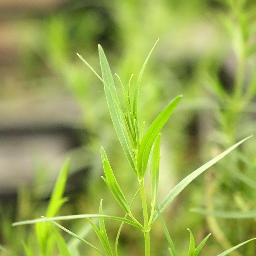 Pycnanthemum flexuosum - Menta di montagna (Fogliame)