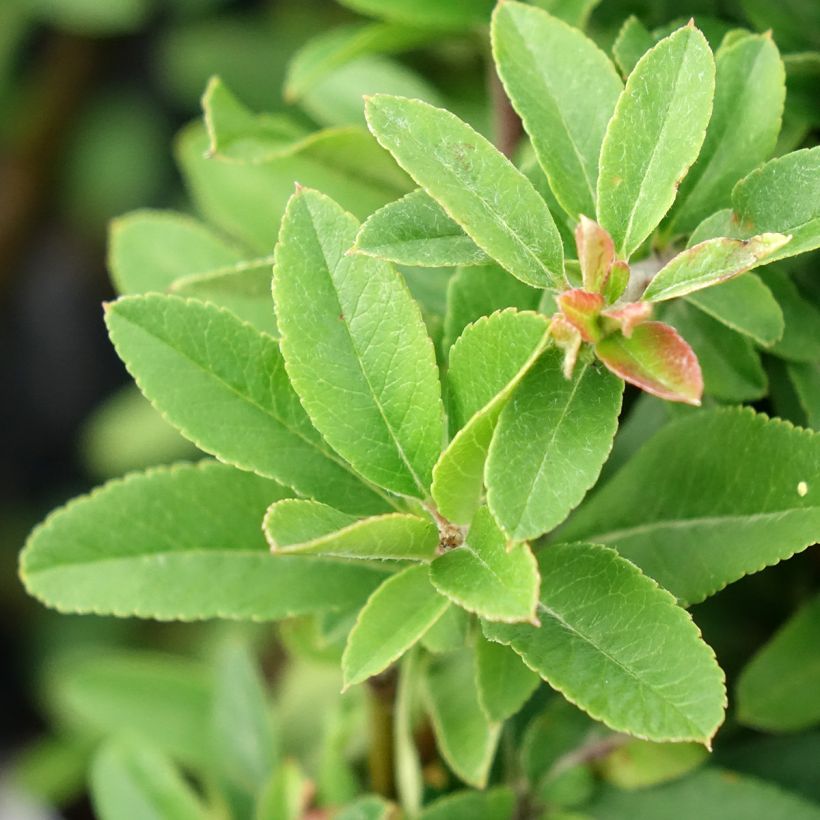 Pyracantha Orange Star (Foliage)
