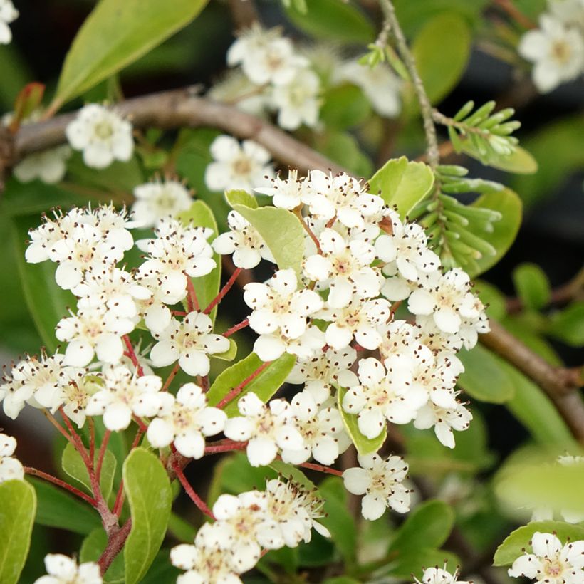 Pyracantha Sunny Star (Fioritura)