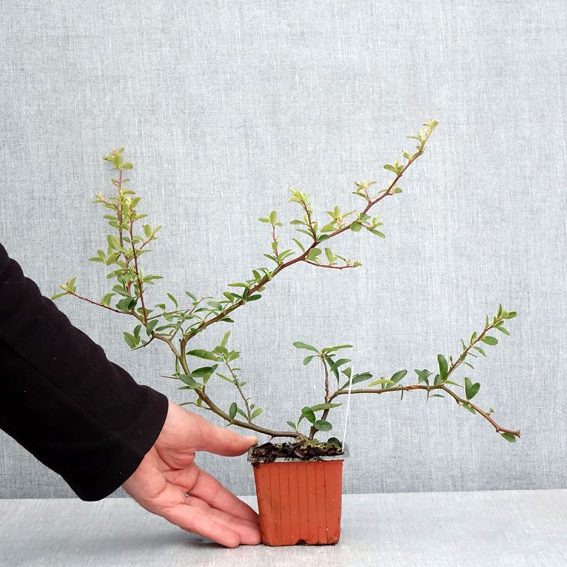 Pyracantha Sunny Star Vasetto da 8/9 cm esemplare consegnato in primavera