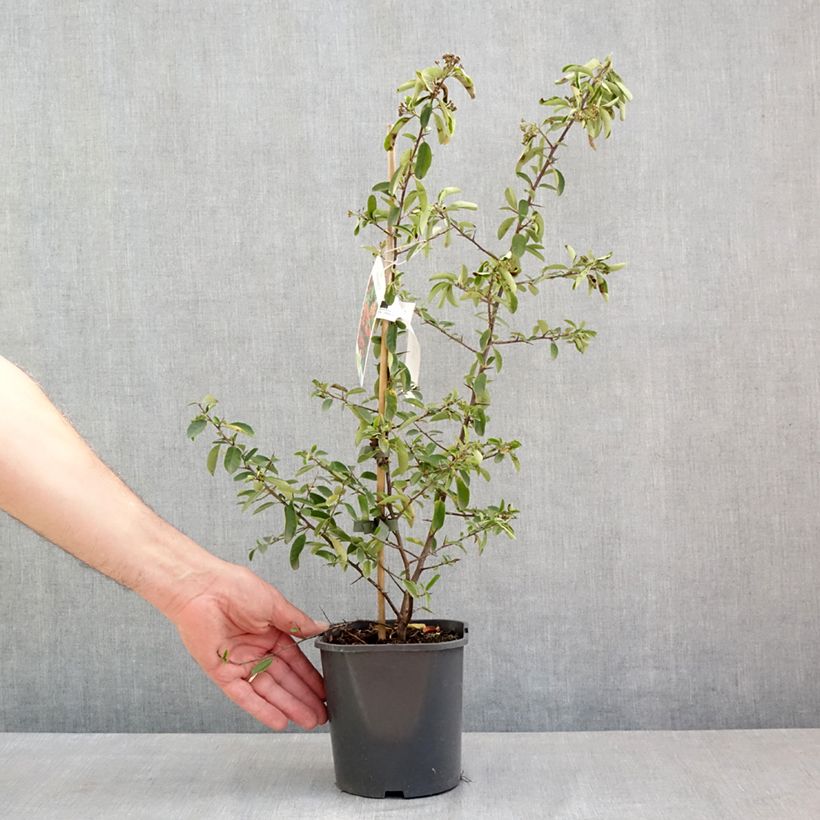 Pyracantha Mohave Vaso da 2L/3L esemplare consegnato in primavera