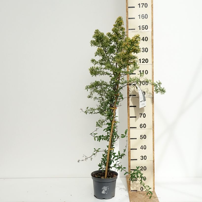 Esemplare di Pyracantha SAPHYR Orange Vaso da 6L/7L consegnato in estate