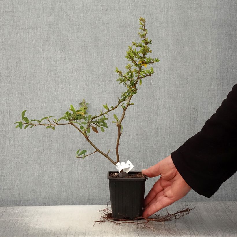 Example of Pyracantha SAPHYR Orange Vasetto da 8/9 cm as you get in printemps