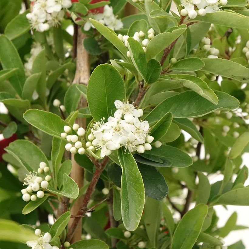 Pyracantha SAPHYR Rouge (Flowering)