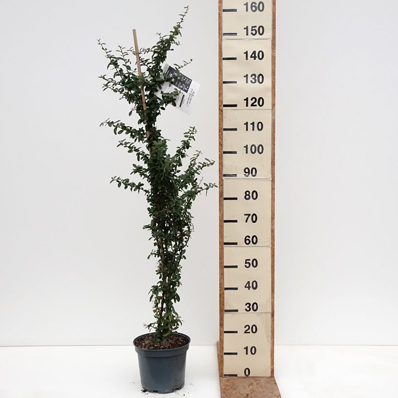 Example of Pyracantha SAPHYR Rouge Vaso da 7,5L/10L as you get in hiver