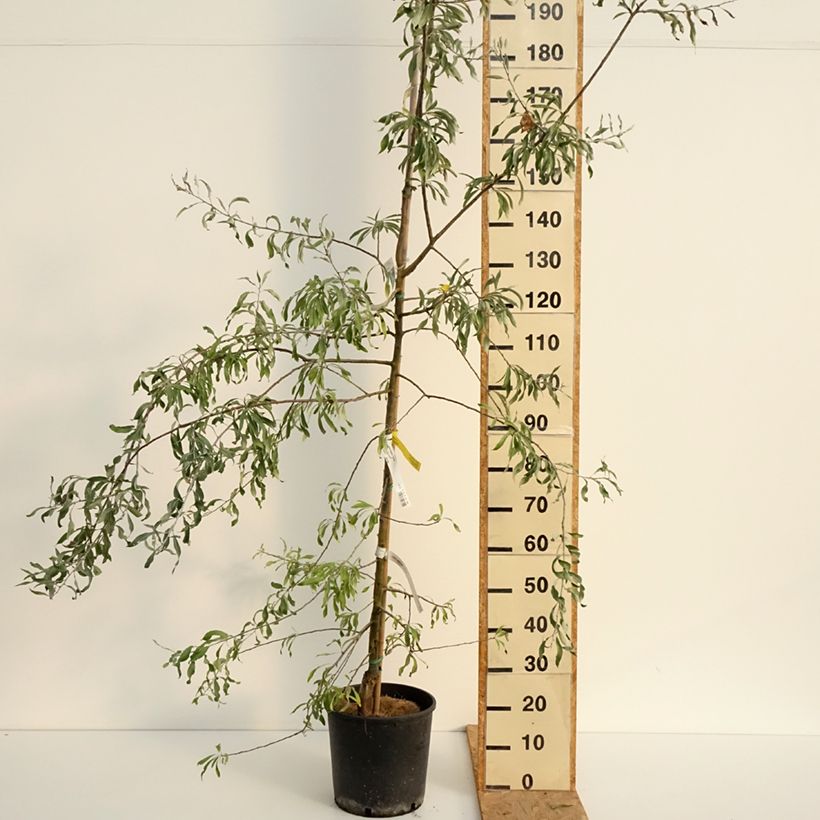 Esemplare di Pero a foglie di salice Pendula Vaso da 12L/15L consegnato in estate
