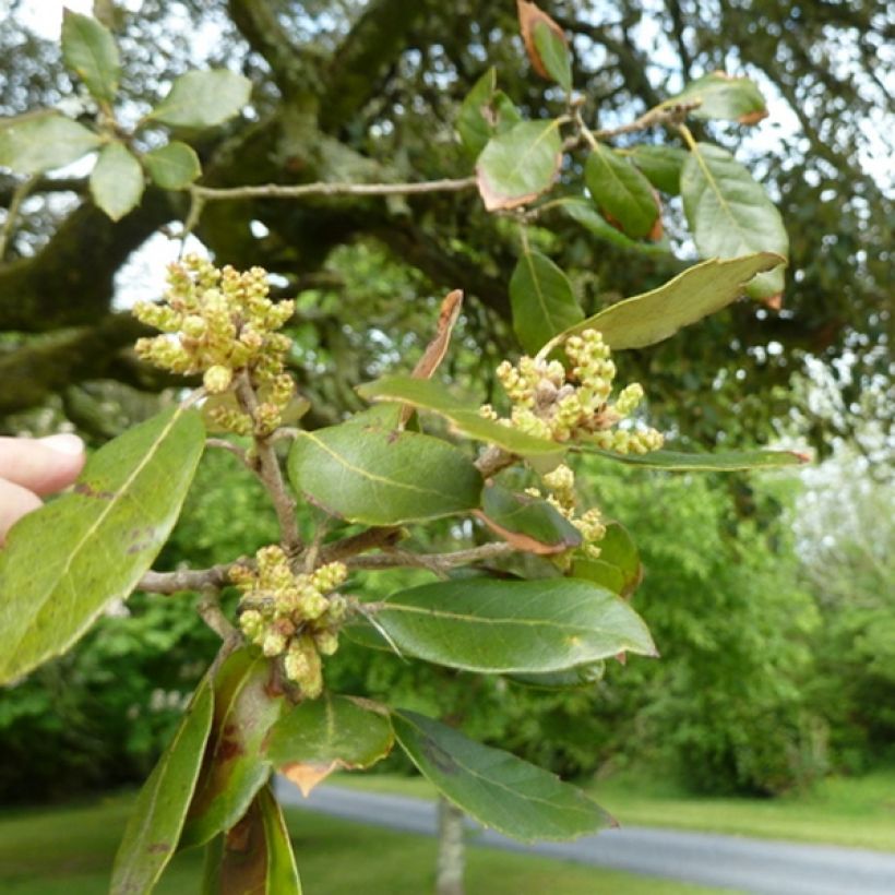 Quercus ilex - Quercia leccio (Foliage)