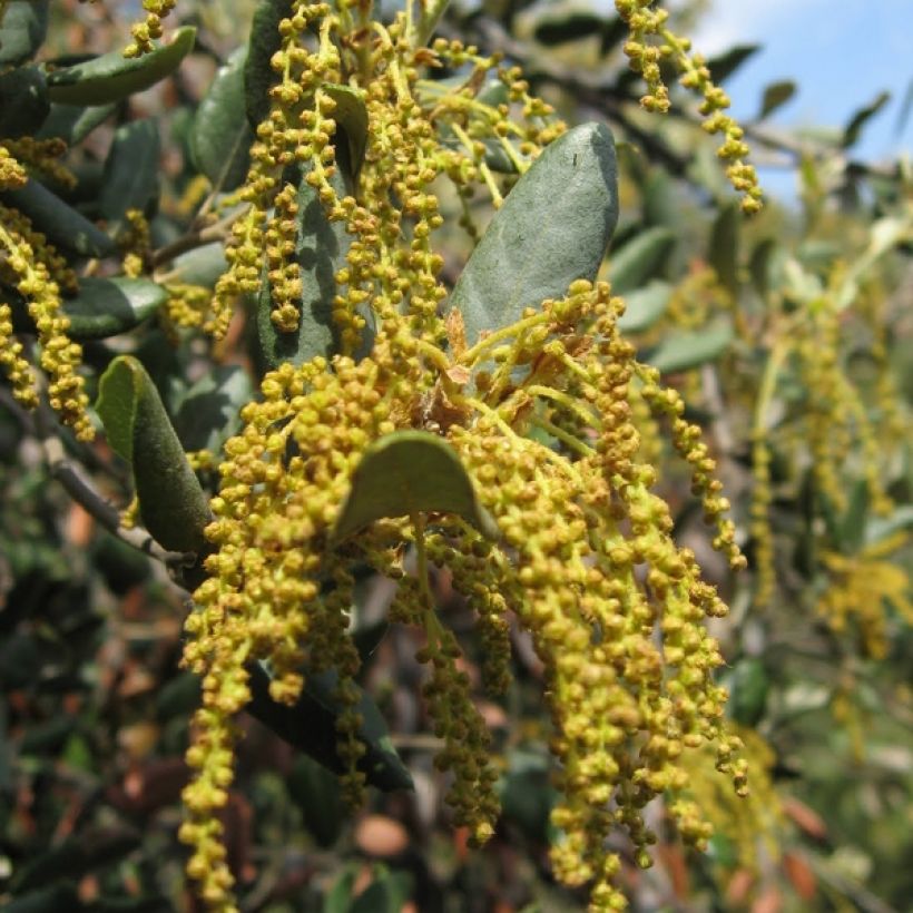 Quercus ilex - Quercia leccio (Flowering)