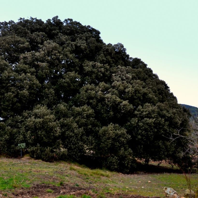 Quercus ilex - Quercia leccio (Plant habit)