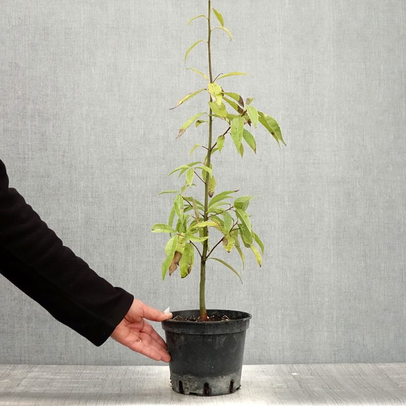 Example of Quercus myrsinifolia - Quercia Vaso da 3L/4L as you get in printemps