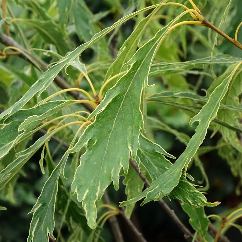 Quercus petraea Insecata - Quercia rovere (Foliage)
