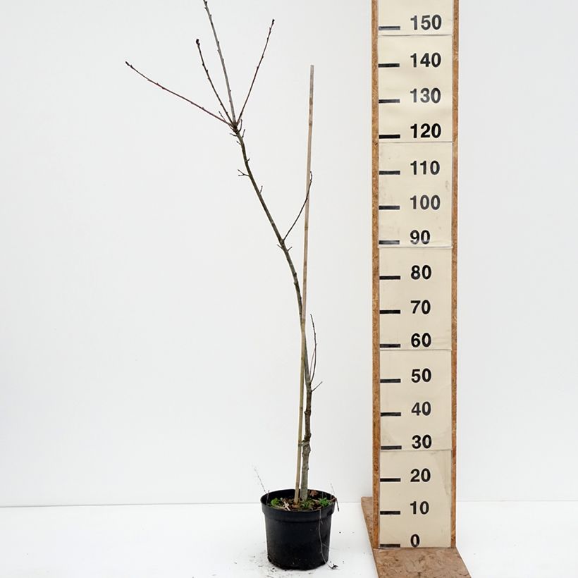 Example of Quercus petraea Insecata - Quercia rovere Vaso da 4L/5L as you get in hiver